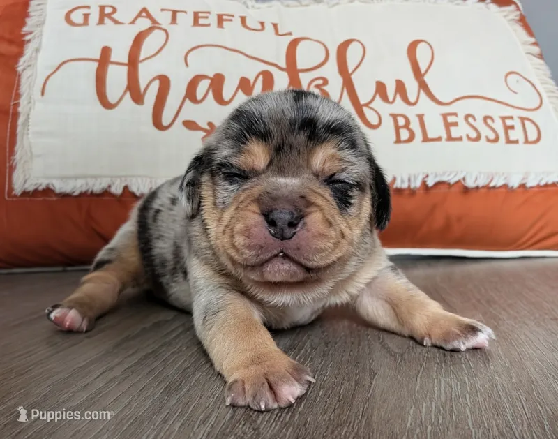 Cherrio – Puggle, Pug puppy for sale in Andover, OH
