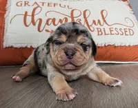 Cherrio, a female Puggle and Pug for sale in Andover, OH – 1 of 3