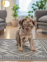 Reeses, a male Pug for sale in Andover, OH – 3 of 8