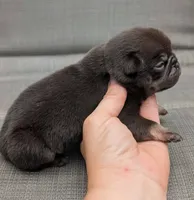 Chino, a male Pug for sale in Andover, OH – 3 of 4