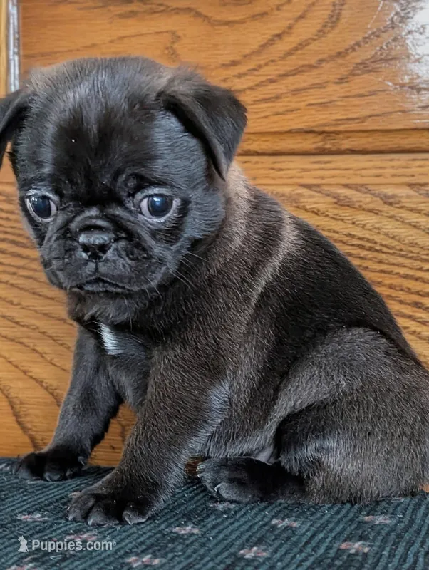 Silas – Pug puppy for sale in Andover, OH