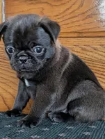 Silas, a male Pug for sale in Andover, OH – 3 of 10