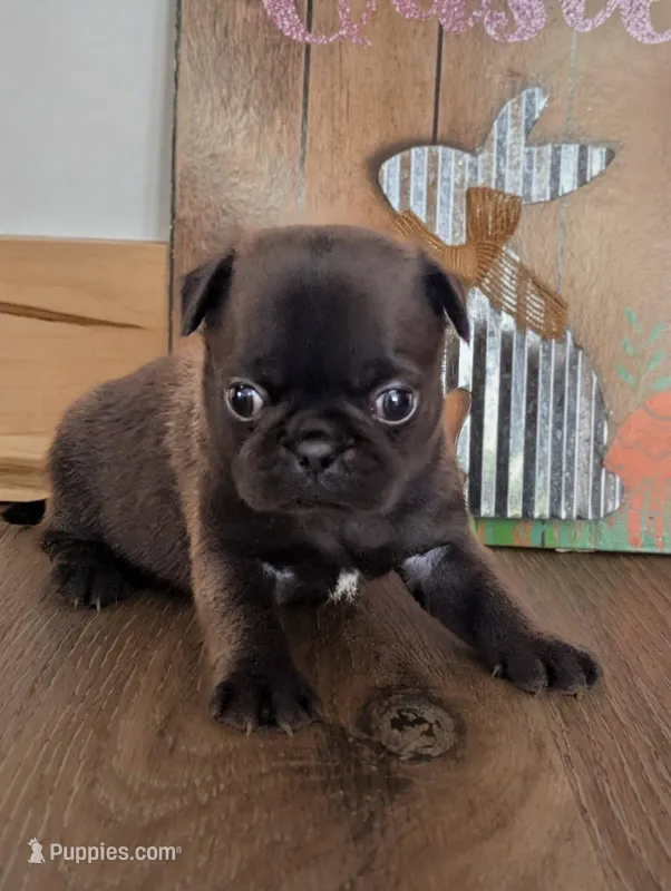 Silas – Pug puppy for sale in Andover, OH
