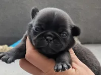 Silas, a female Pug for sale in Andover, OH – Photo 1 of 4