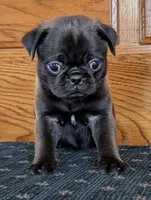 Silas, a male Pug for sale in Andover, OH – 4 of 10