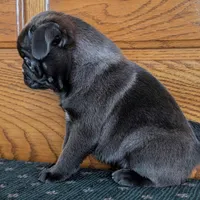 Silas, a male Pug for sale in Andover, OH – 5 of 10