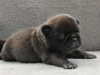 Silas, a female Pug for sale in Andover, OH – Photo 4 of 4