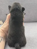 Silas, a female Pug for sale in Andover, OH – Photo 2 of 4