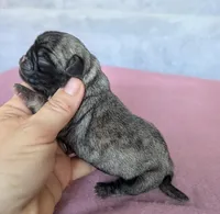 Willow, a female Pug for sale in Andover, OH – 3 of 4