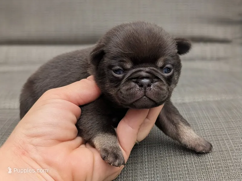 Chino – Pug puppy for sale in Andover, OH