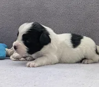 Rue, a male Papillon for sale in Andover, OH – Photo 2 of 2