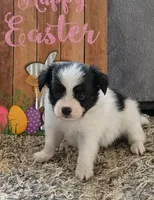 Rue, a male Papillon for sale in Andover, OH – 3 of 6