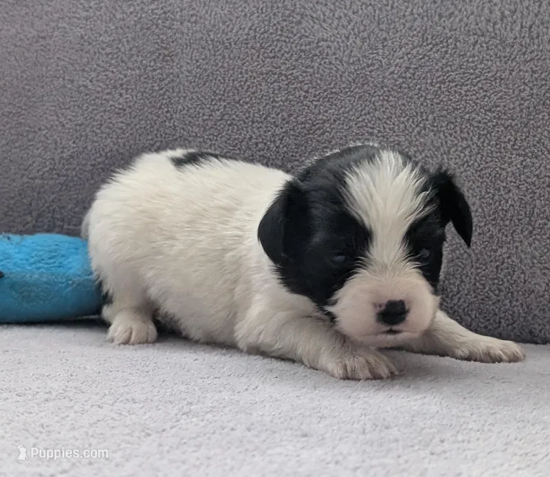 Rue – Papillon puppy for sale in Andover, OH