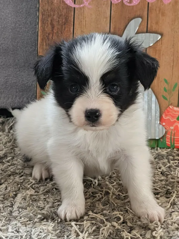 Rue – Papillon puppy for sale in Andover, OH