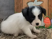 Rue, a male Papillon for sale in Andover, OH – 4 of 6