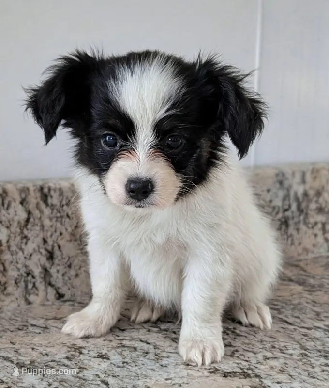 Rue – Papillon puppy for sale in Andover, OH