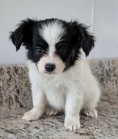 Rue, a male Papillon for sale in Andover, OH – 1 of 6