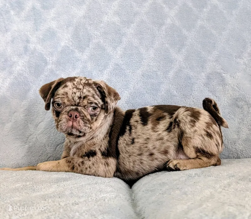 Reeses – Pug puppy for sale in Andover, OH
