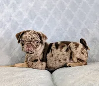 Reeses, a male Pug for sale in Andover, OH – 1 of 10
