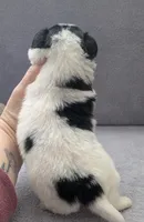 Merlot, a male Papillon for sale in Andover, OH – Photo 2 of 2