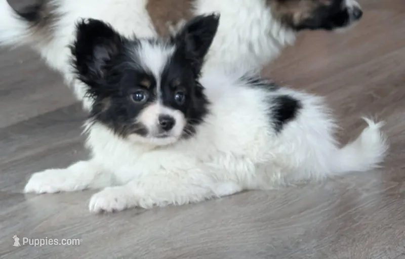 Merlot – Papillon puppy for sale in Andover, OH