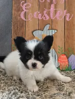 Merlot, a male Papillon for sale in Andover, OH – 4 of 7