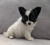 Merlot, a male Papillon for sale in Andover, OH – 2 of 7