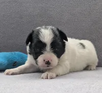 Merlot, a male Papillon for sale in Andover, OH – Photo 1 of 2