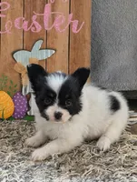 Merlot, a male Papillon for sale in Andover, OH – 3 of 7