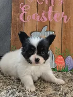 Merlot, a male Papillon for sale in Andover, OH – 5 of 7