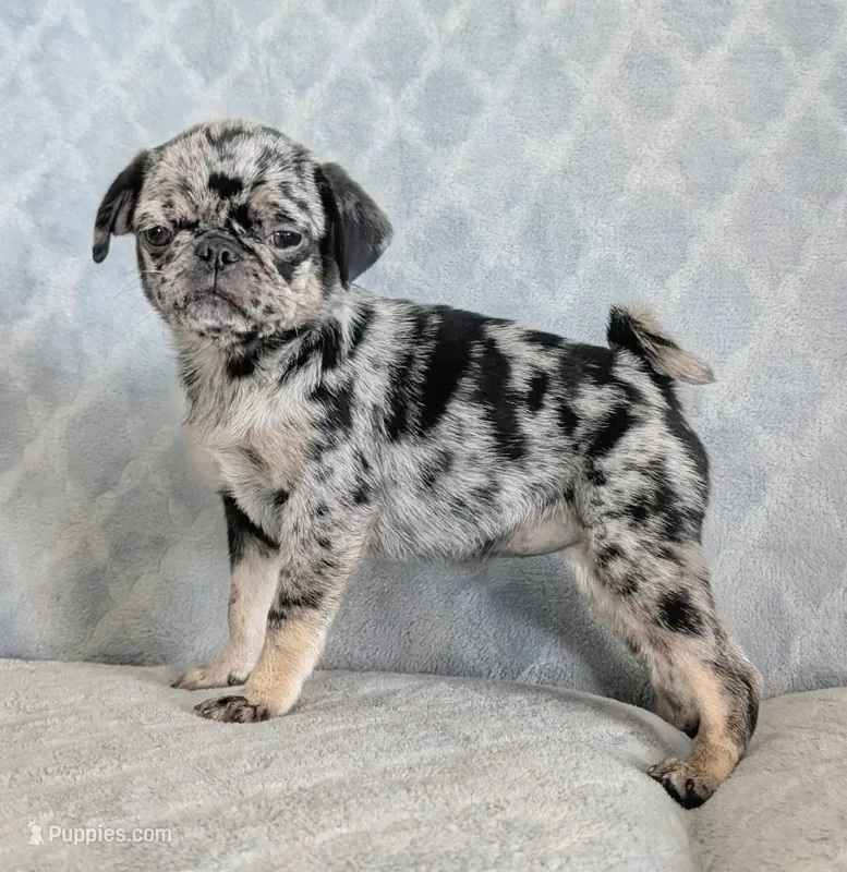 Eclair – Pug puppy for sale in Andover, OH
