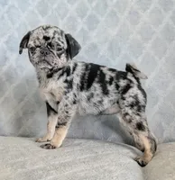 Eclair, a female Pug for sale in Andover, OH – 1 of 8