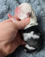 Patches, a male Pug for sale in Andover, OH – Photo 2 of 2