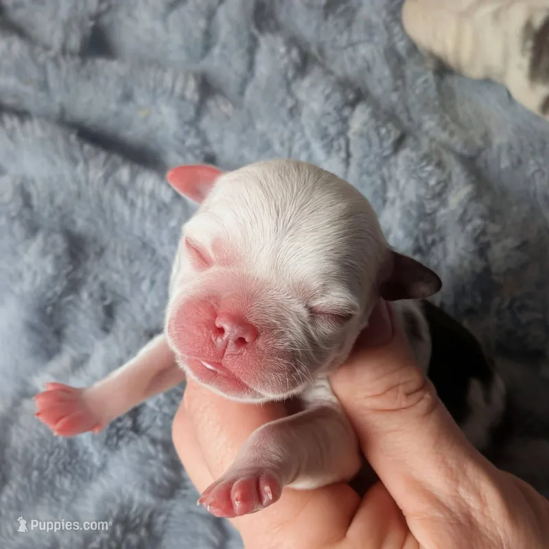 Patches – Pug puppy for sale in Andover, OH