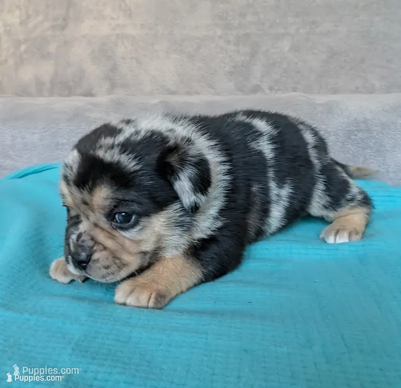 Burrito – Puggle, Pug puppy for sale in Andover, OH