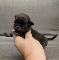 Porter, a male Pug for sale in Andover, OH – 3 of 3