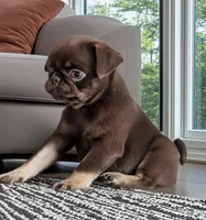 Chai, a female Pug for sale in Andover, OH – 4 of 8
