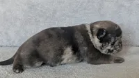 Spruce, a male Pug for sale in Andover, OH – 3 of 4