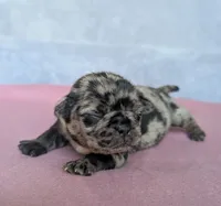 Alani, a female Pug for sale in Andover, OH – 1 of 4