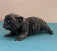 Javor, a male Pug for sale in Andover, OH – 2 of 4