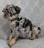 Eclair, a female Pug for sale in Andover, OH – 3 of 7