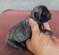Willow, a female Pug for sale in Andover, OH – 2 of 4