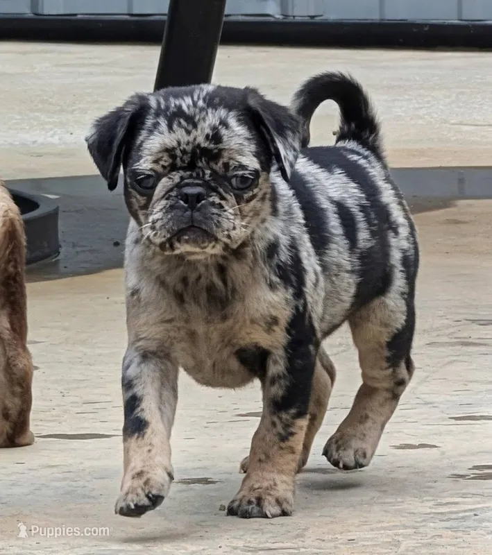 Chutney – Pug puppy for sale in Andover, OH