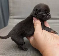 Porter, a male Pug for sale in Andover, OH – 2 of 3