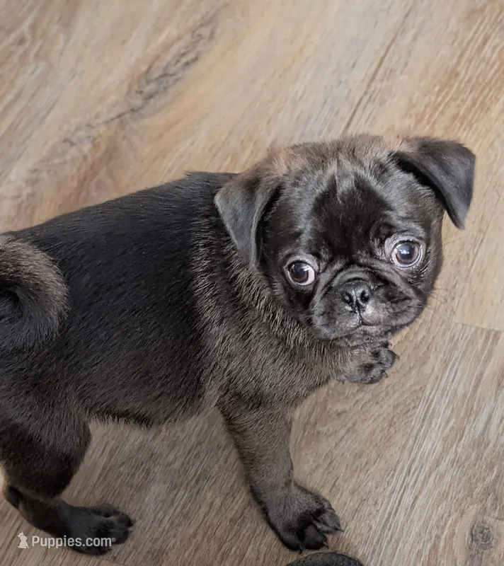 Silas – Pug puppy for sale in Andover, OH