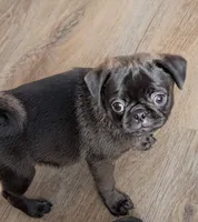 Silas, a male Pug for sale in Andover, OH – 1 of 10