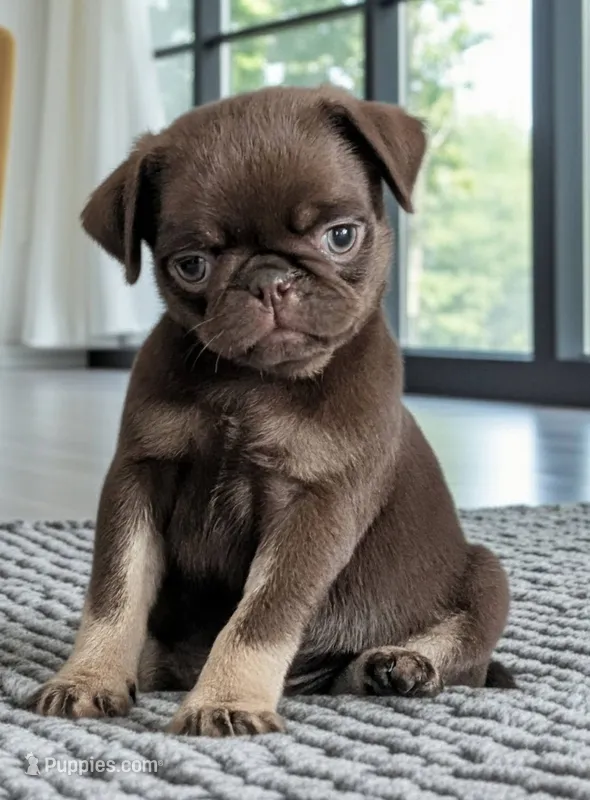 Chai – Pug puppy for sale in Andover, OH