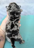 Liden, a male Pug for sale in Andover, OH – 4 of 4