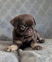 Chai, a female Pug for sale in Andover, OH – 3 of 8