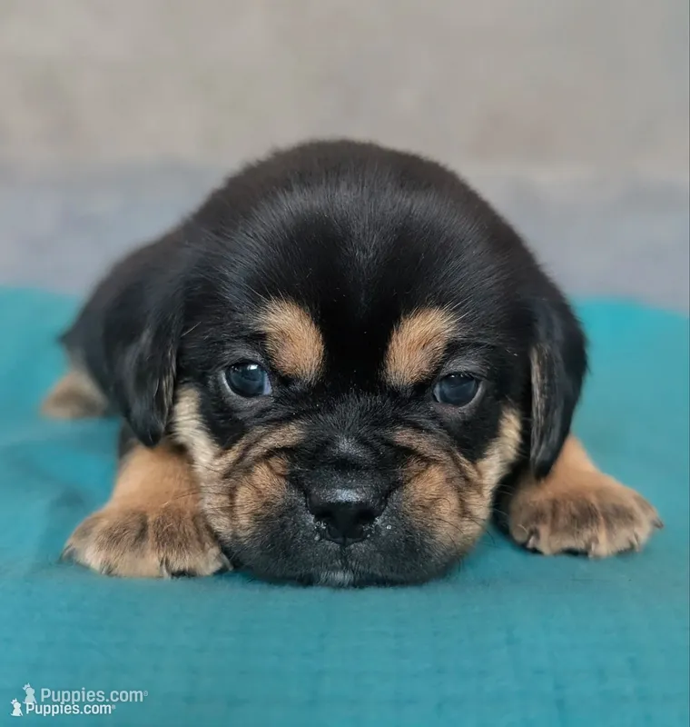 Biscuit – Puggle, Pug puppy for sale in Andover, OH